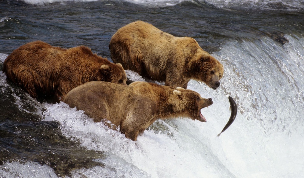 River Fish Stream Bear Fishing