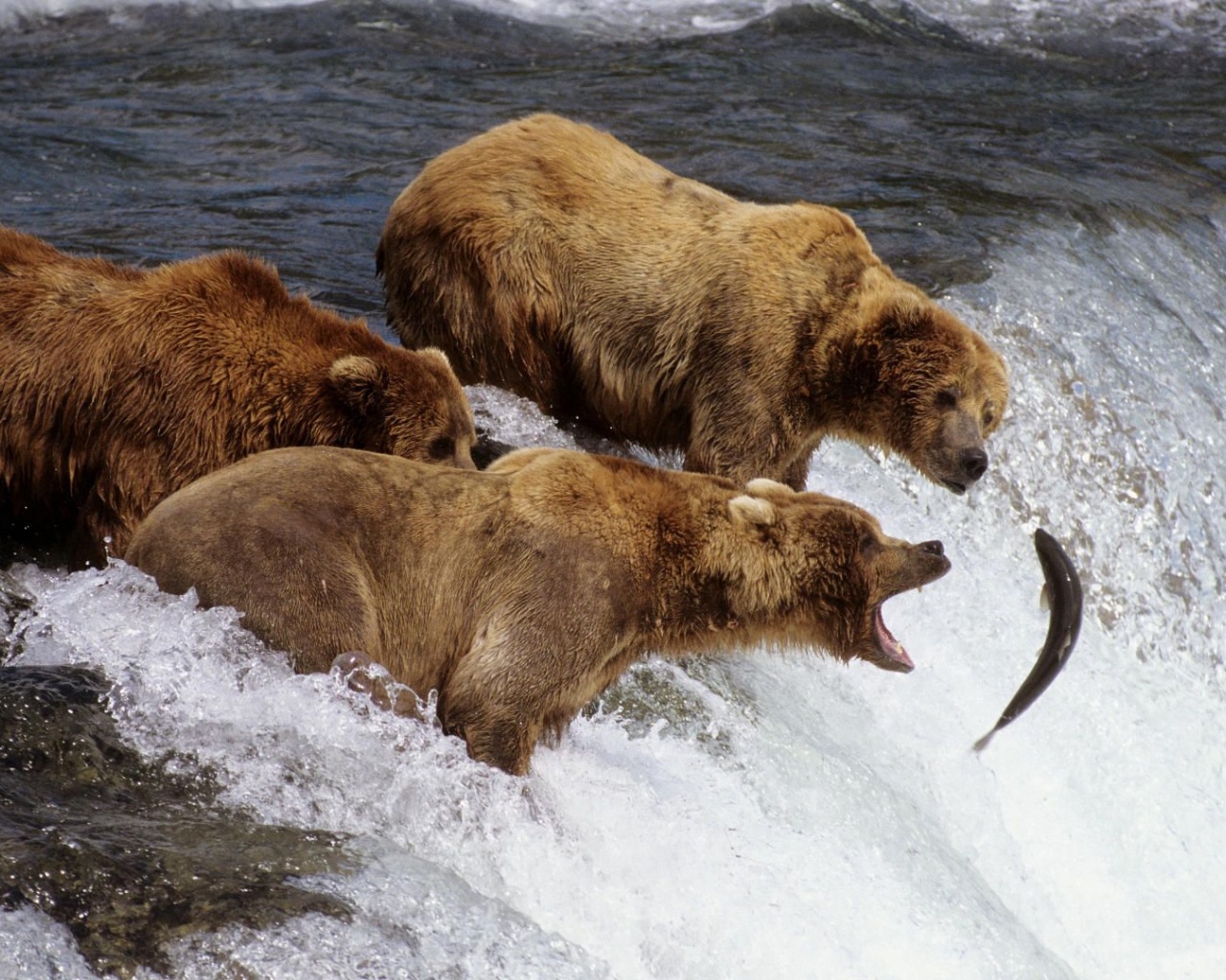 River Fish Stream Bear Fishing