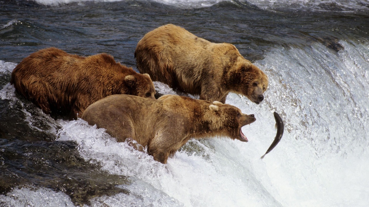 River Fish Stream Bear Fishing