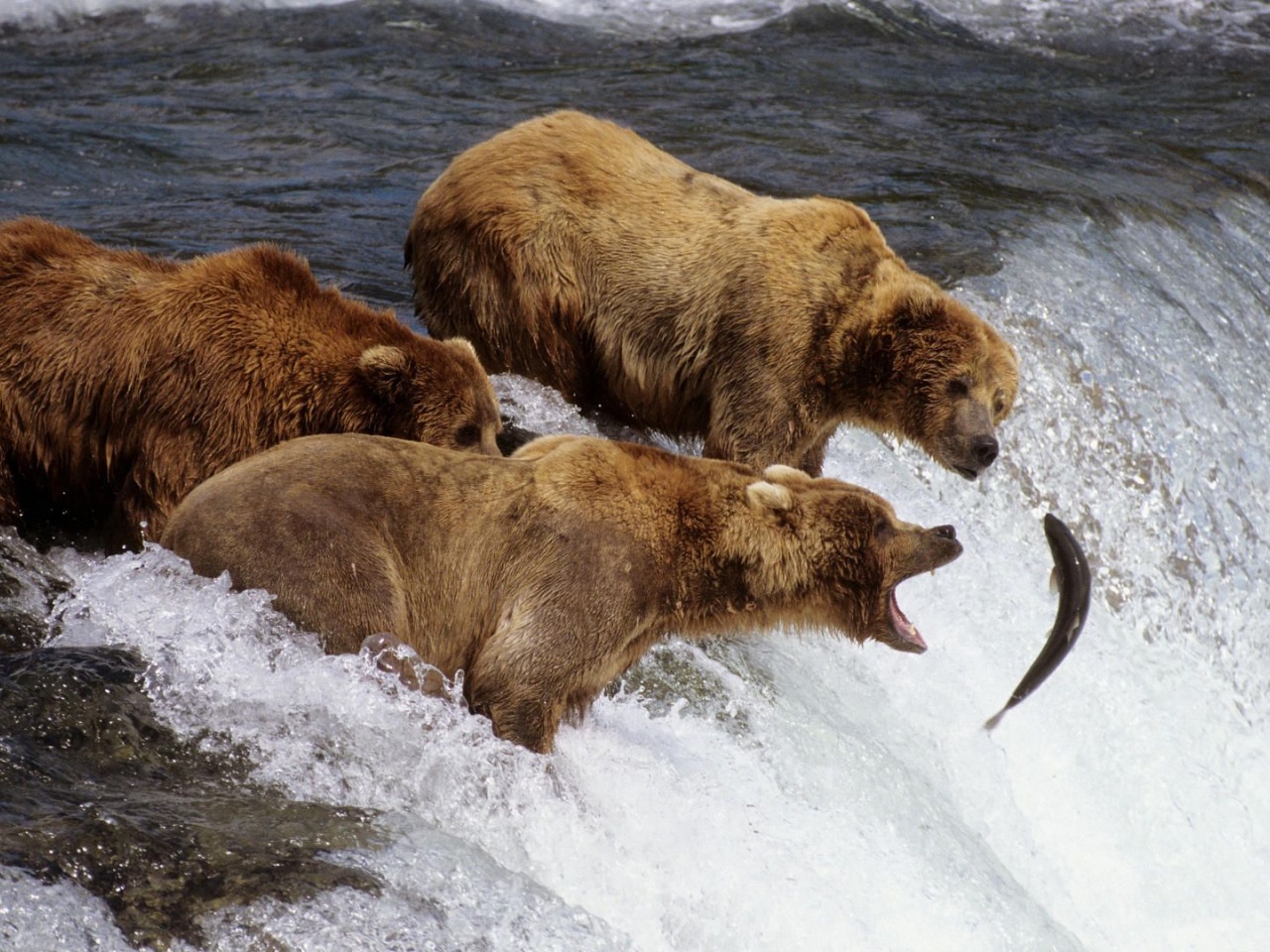 River Fish Stream Bear Fishing