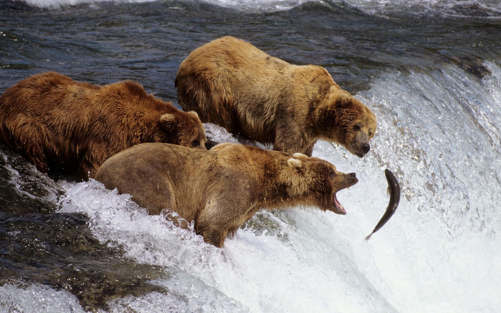 River Fish Stream Bear Fishing