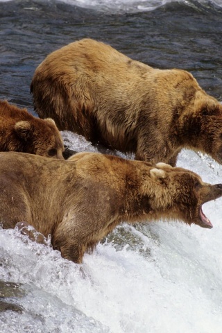 River Fish Stream Bear Fishing