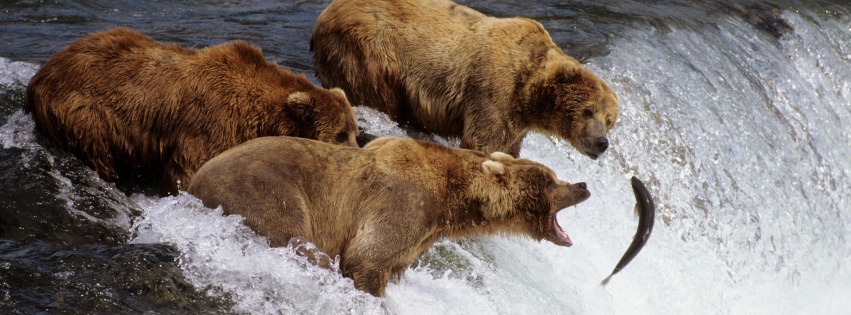 River Fish Stream Bear Fishing