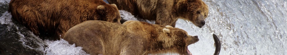 River Fish Stream Bear Fishing