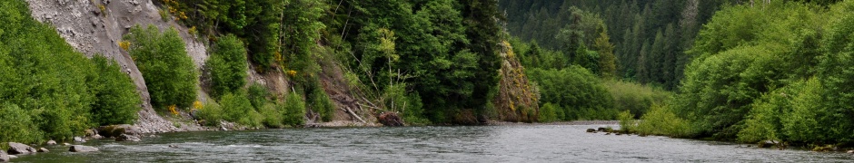 River Forest Trees