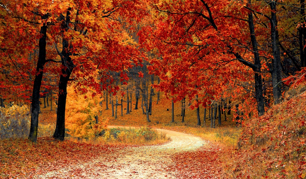 Road Right In The Autumn