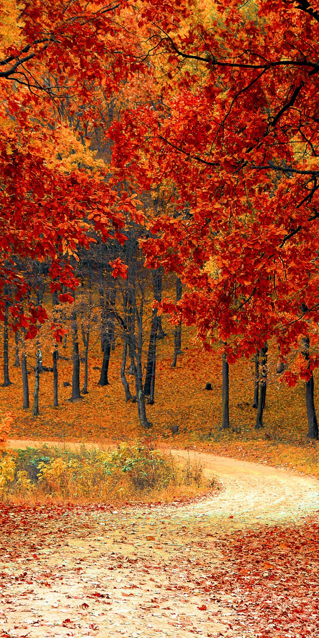 Road Right In The Autumn