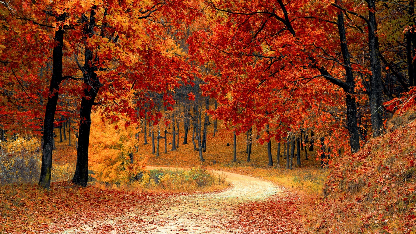 Road Right In The Autumn