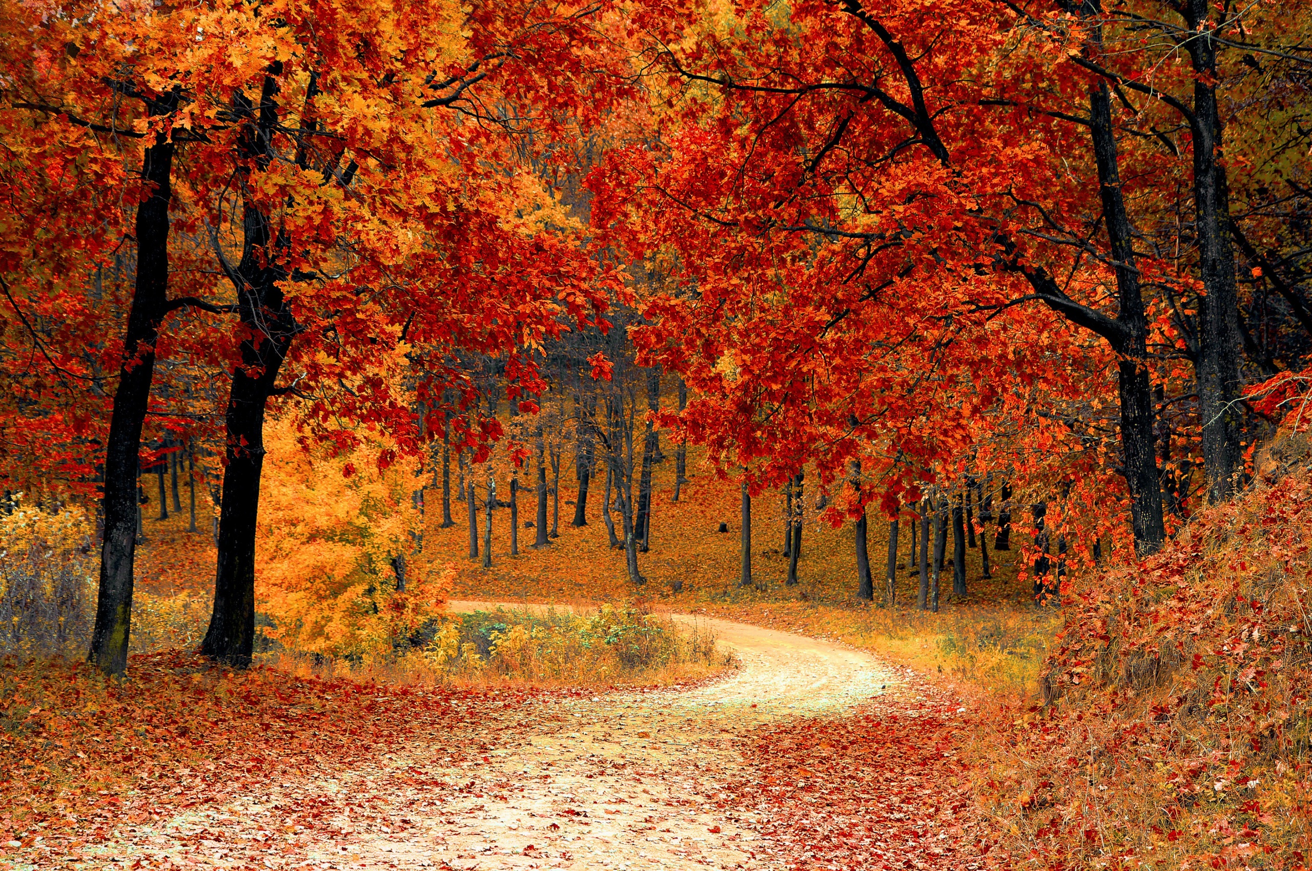 Road Right In The Autumn