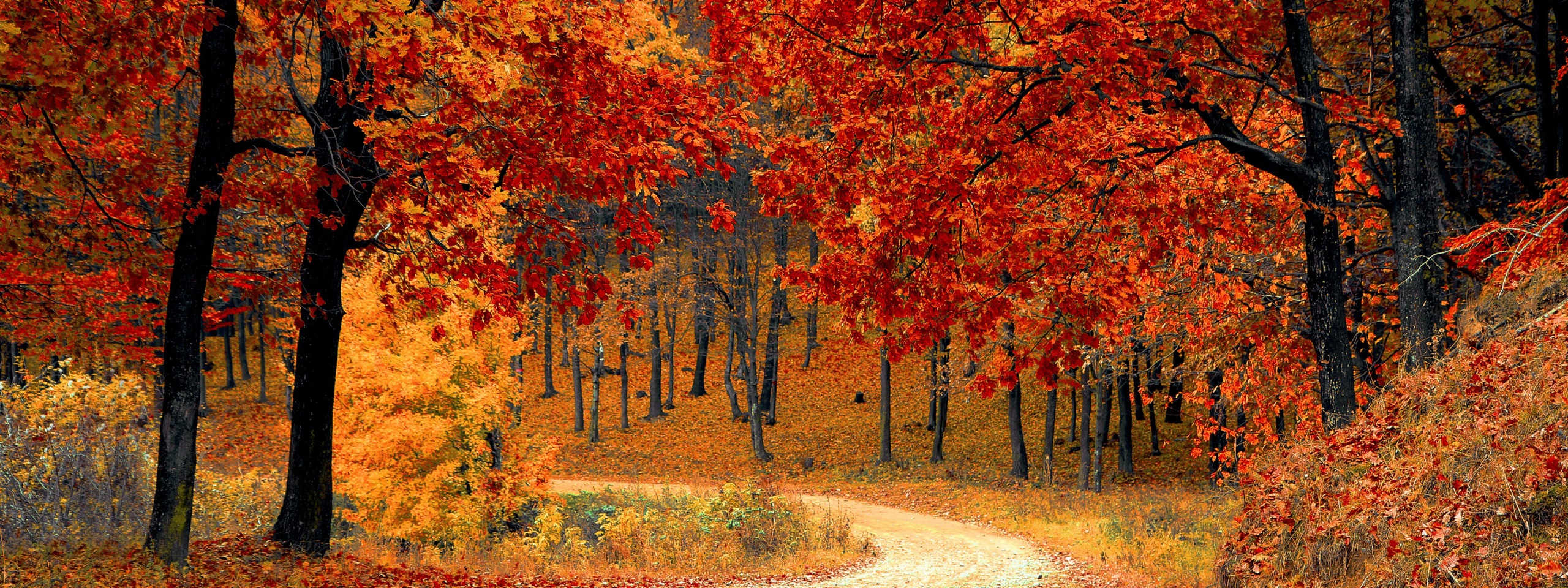 Road Right In The Autumn