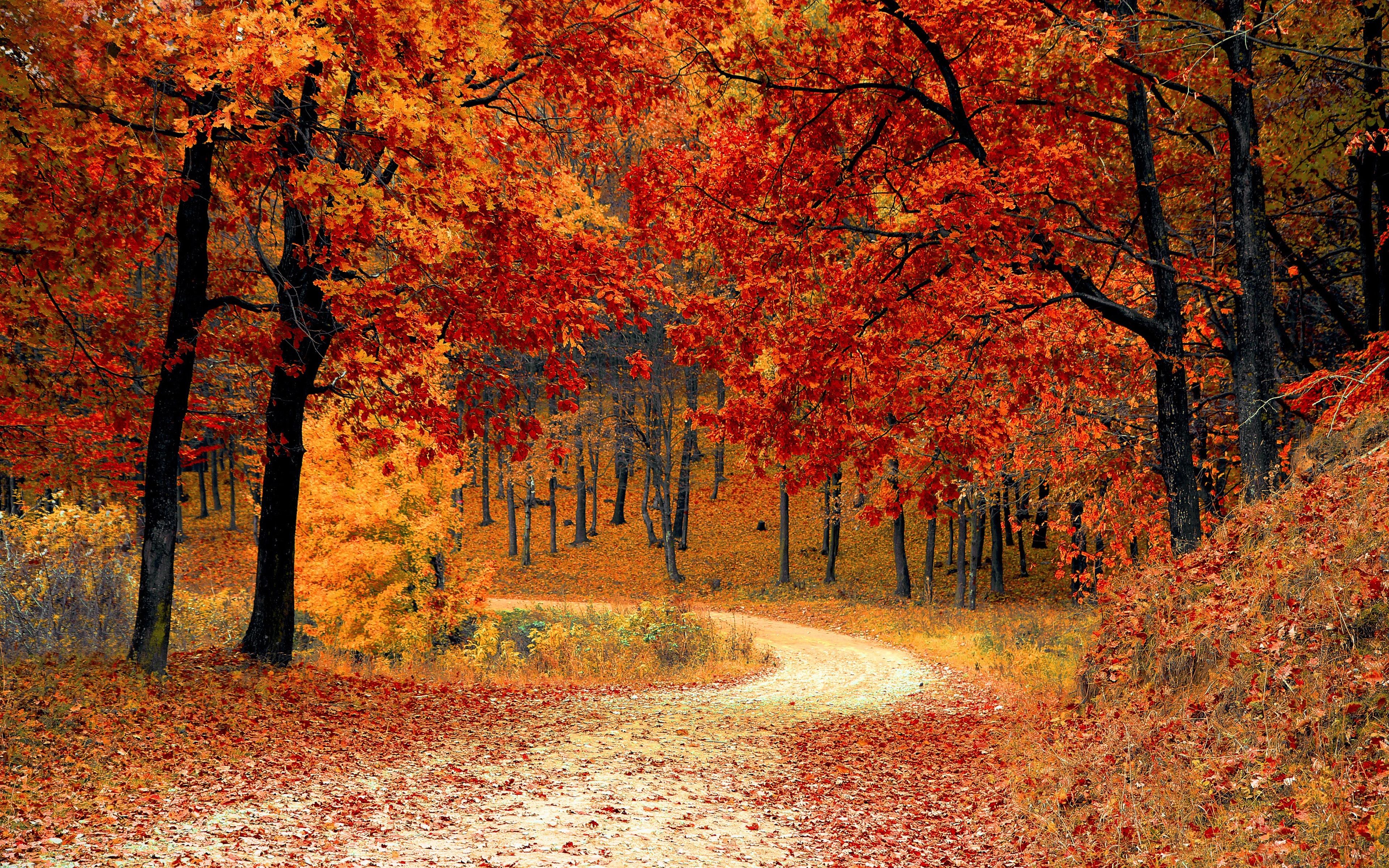 Road Right In The Autumn