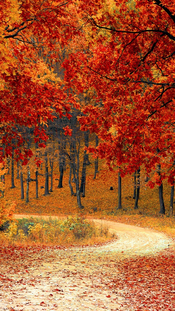 Road Right In The Autumn