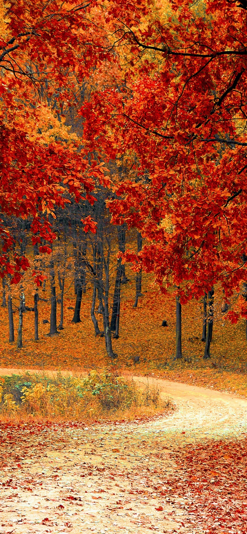 Road Right In The Autumn