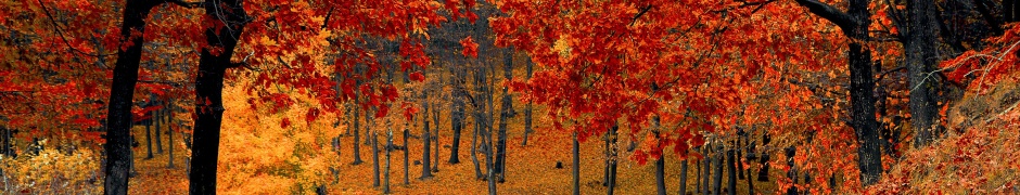 Road Right In The Autumn