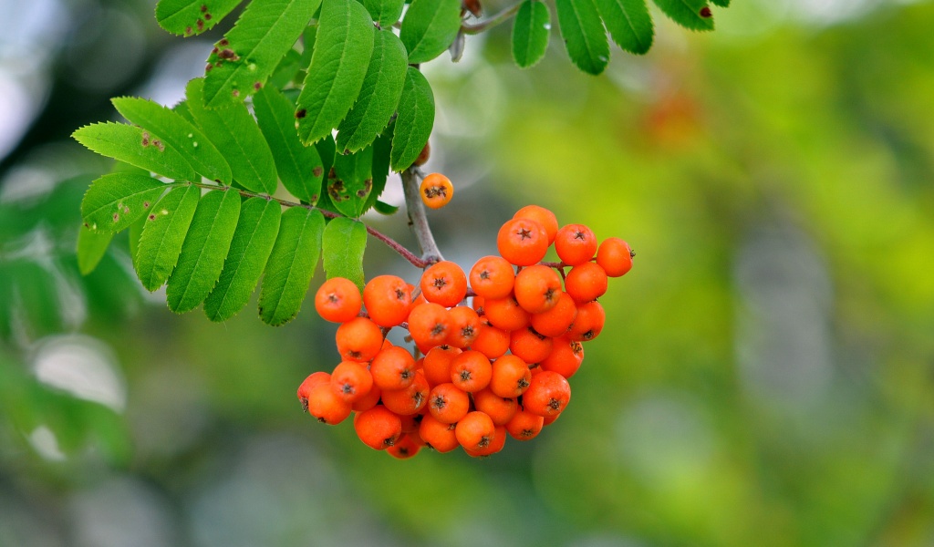 Rowan Berries