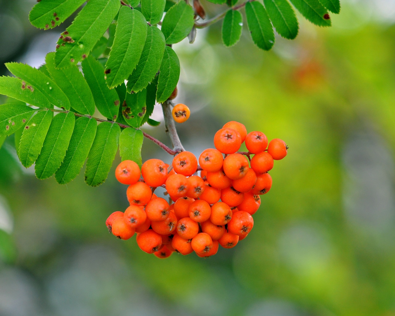 Rowan Berries