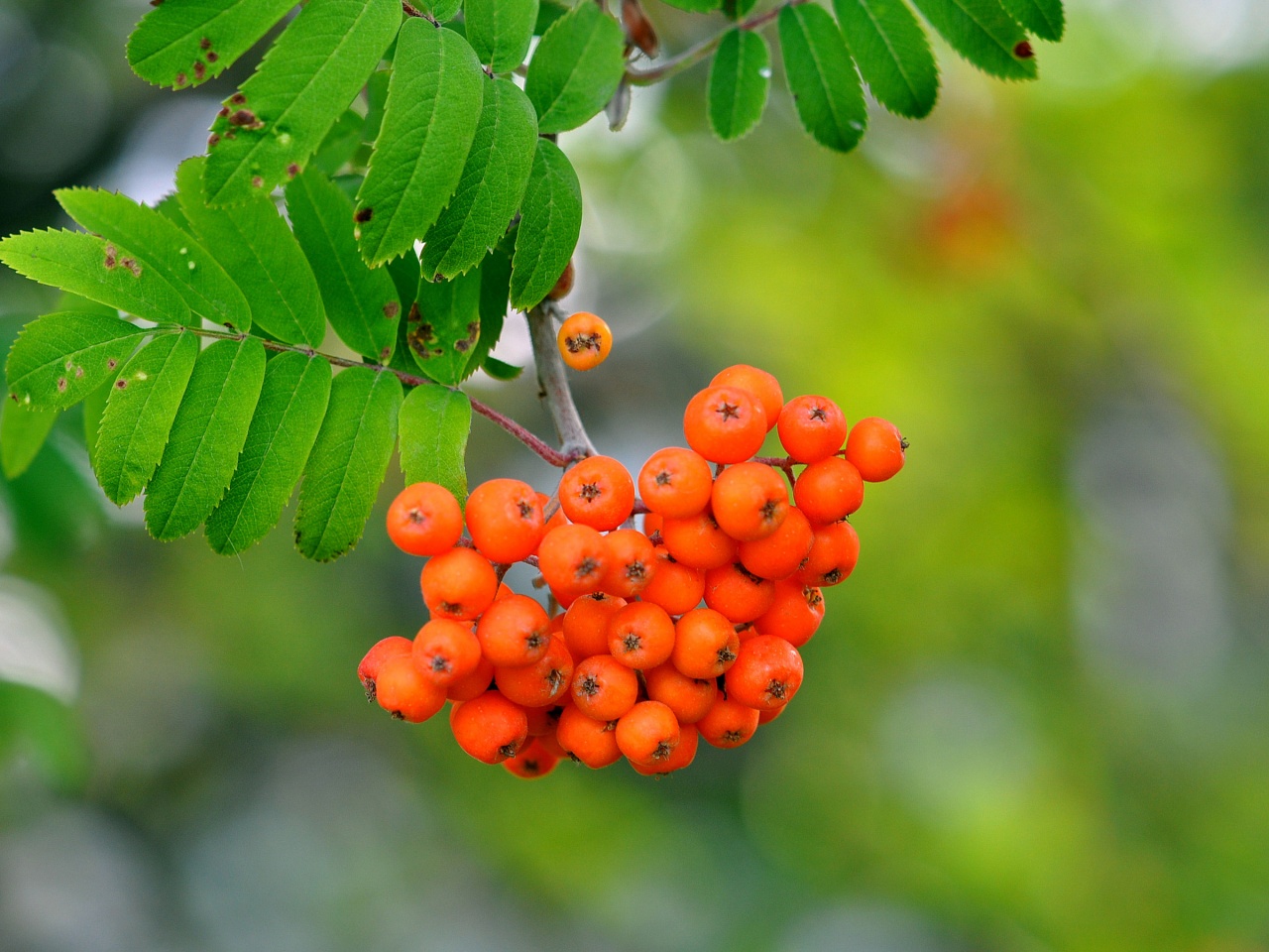 Rowan Berries