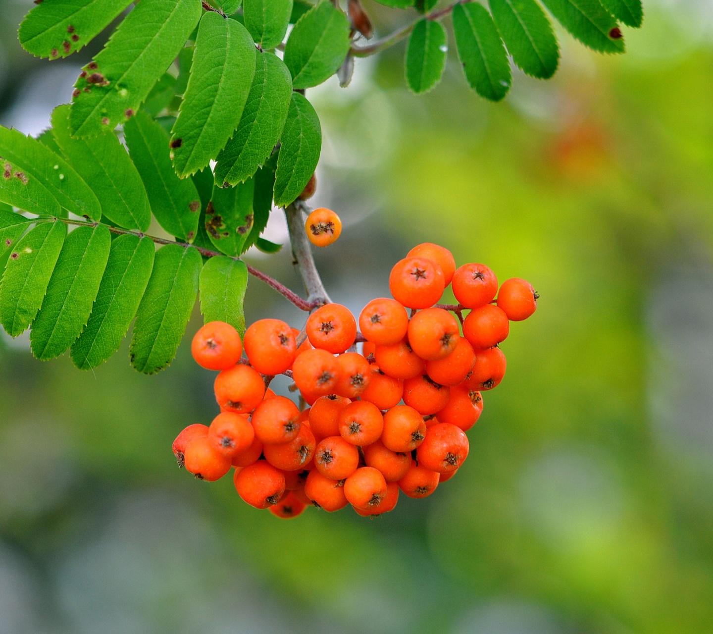 Rowan Berries