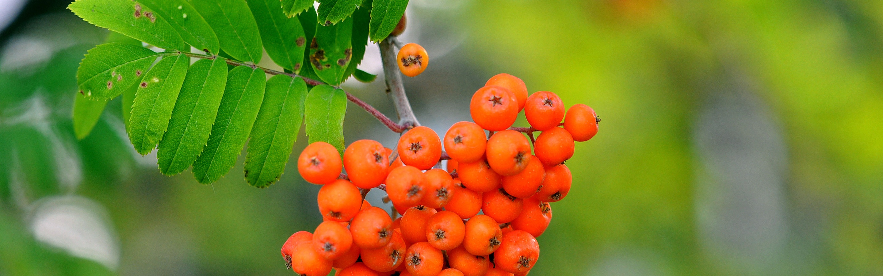 Rowan Berries