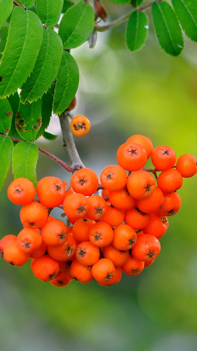 Rowan Berries