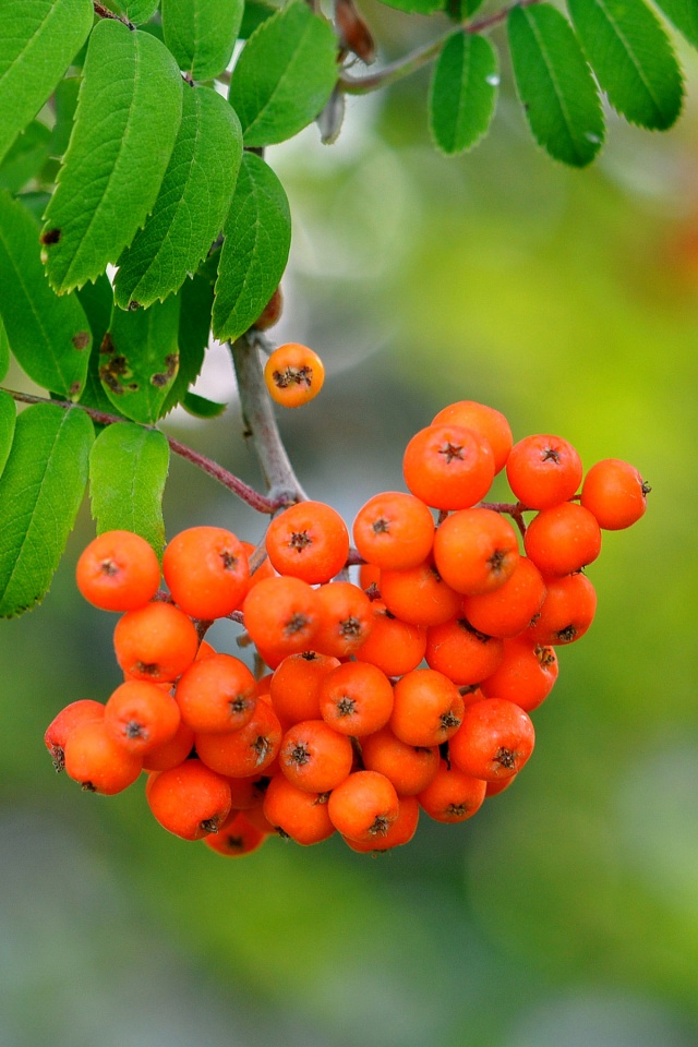 Rowan Berries