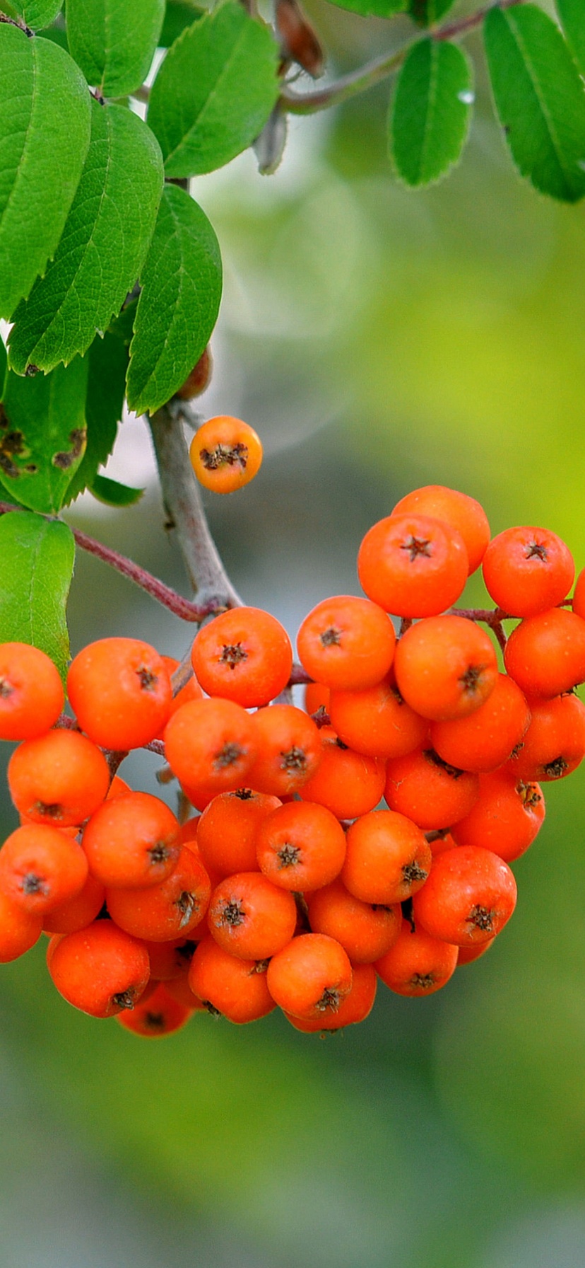 Rowan Berries