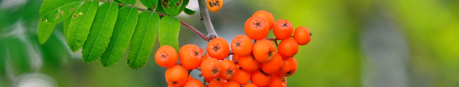 Rowan Berries