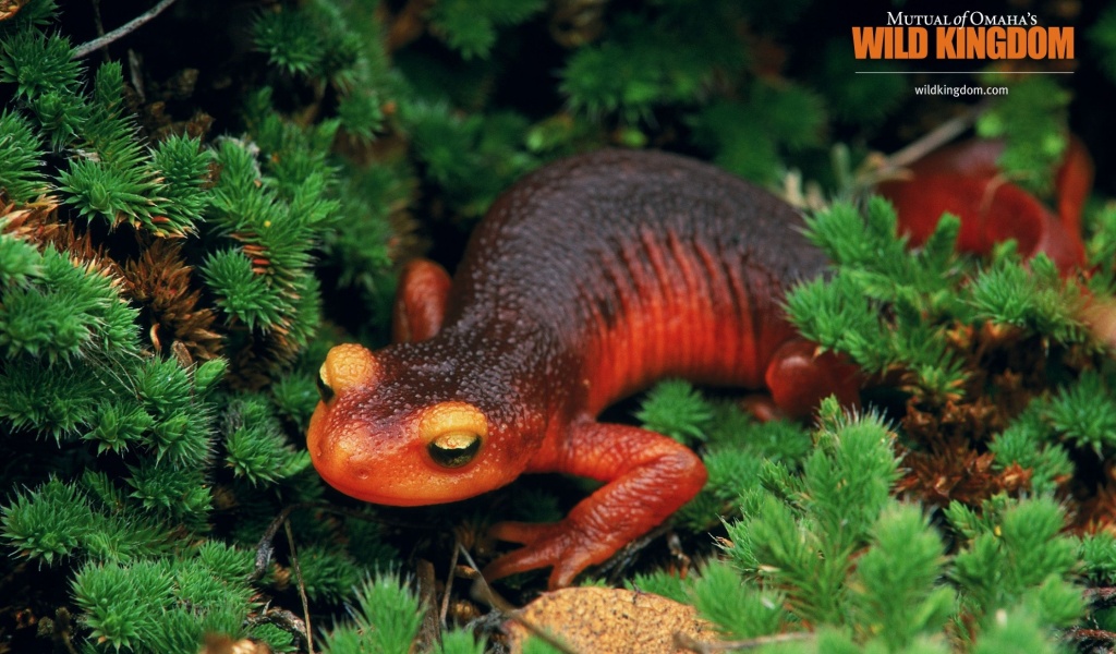 Salamander