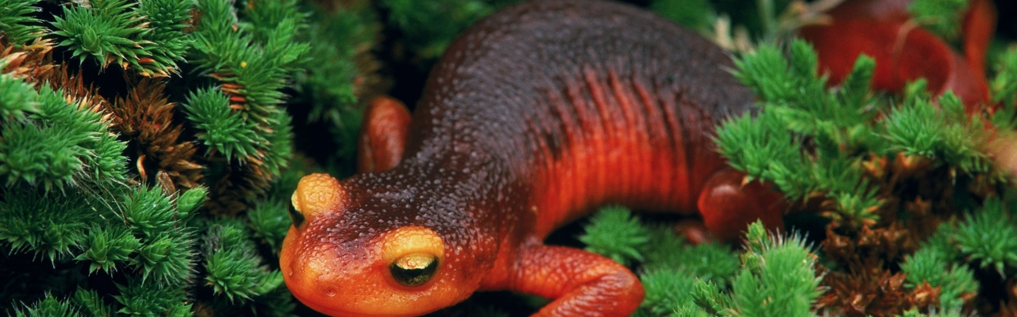 Salamander