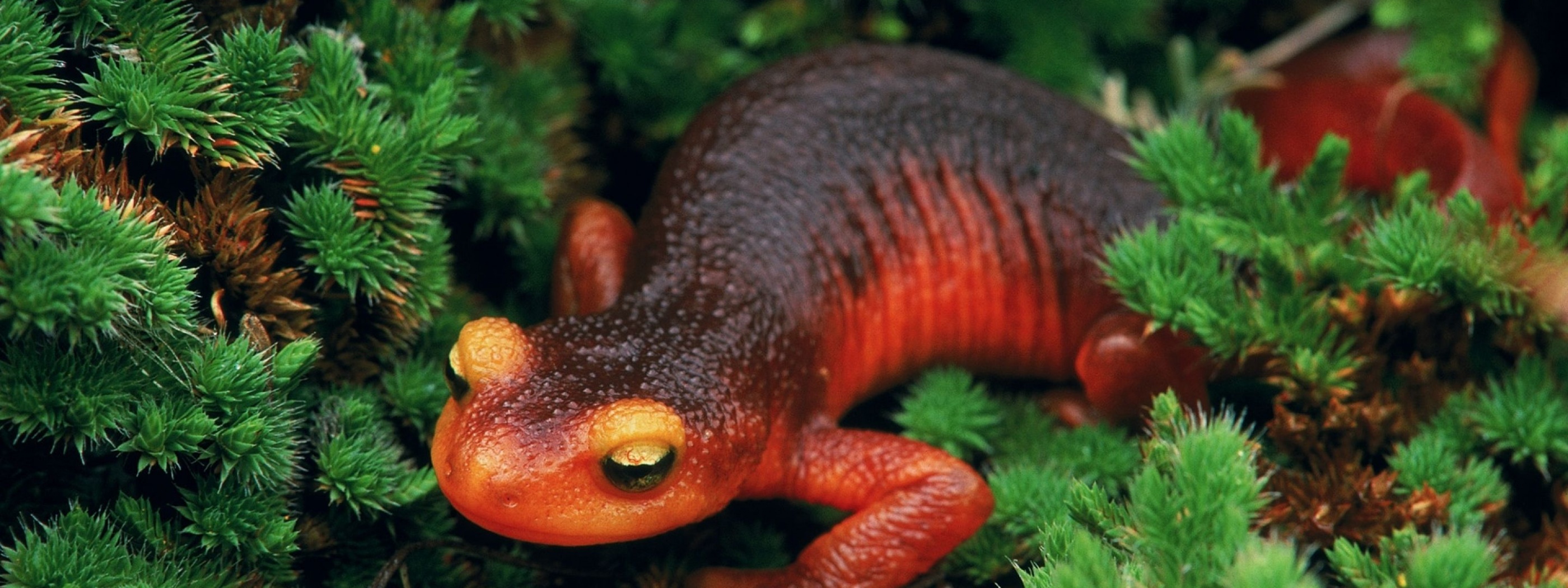 Salamander