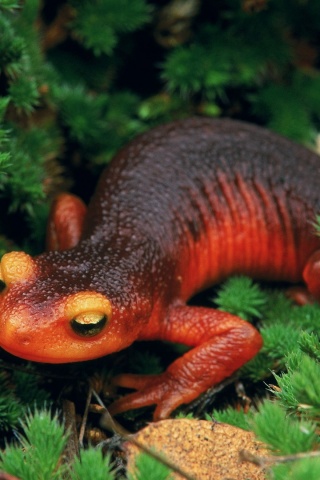 Salamander