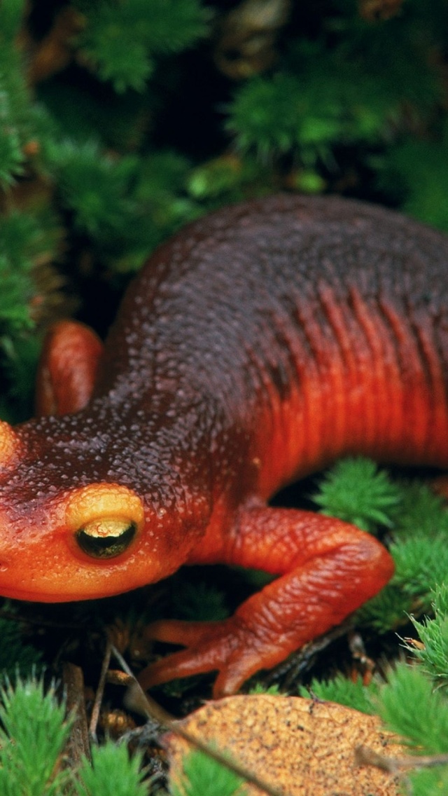 Salamander