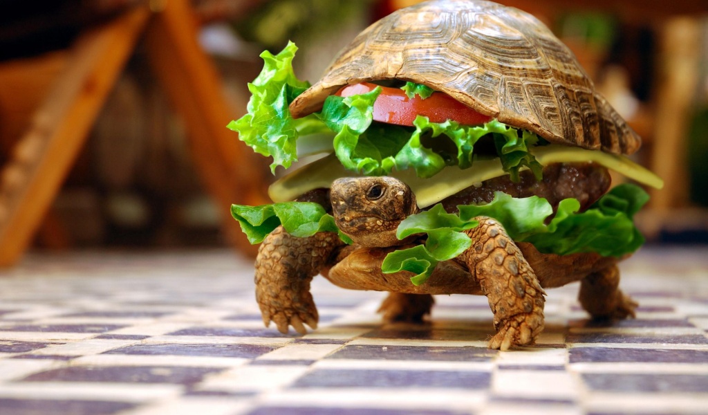 Sandwiches Funny Turtles Hamburgers Photomanipulations