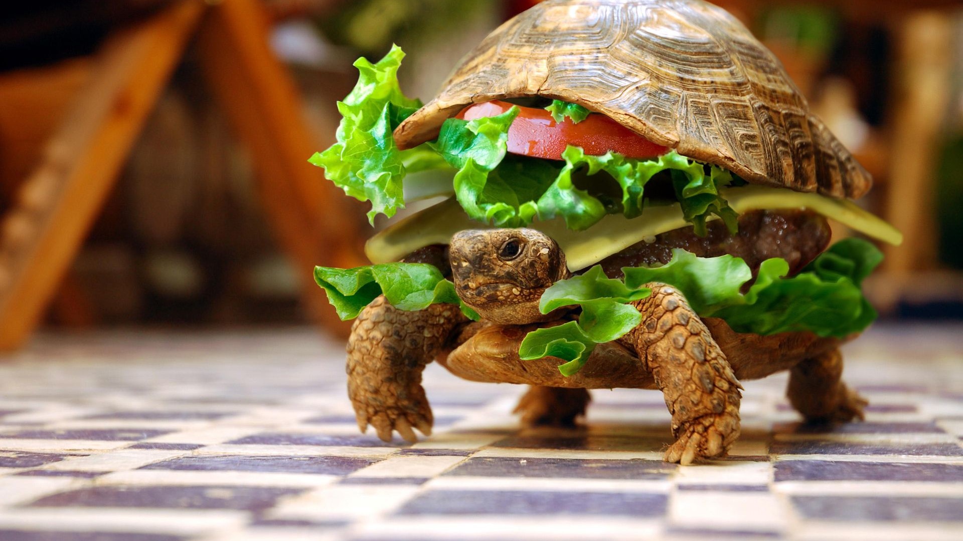 Sandwiches Funny Turtles Hamburgers Photomanipulations