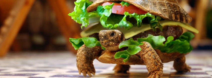 Sandwiches Funny Turtles Hamburgers Photomanipulations