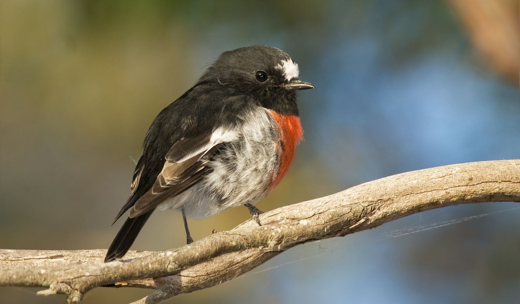 Scarlet Robin