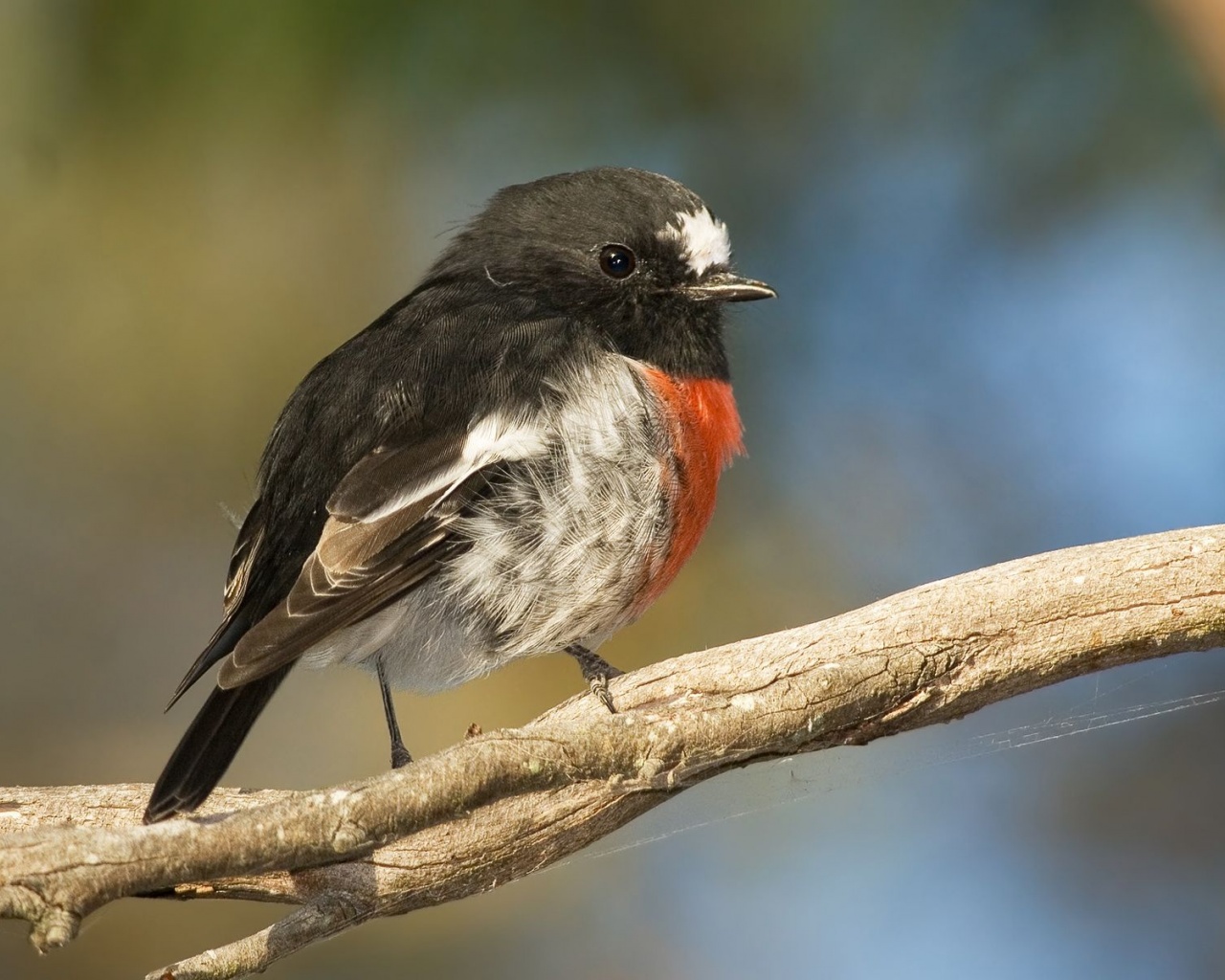 Scarlet Robin