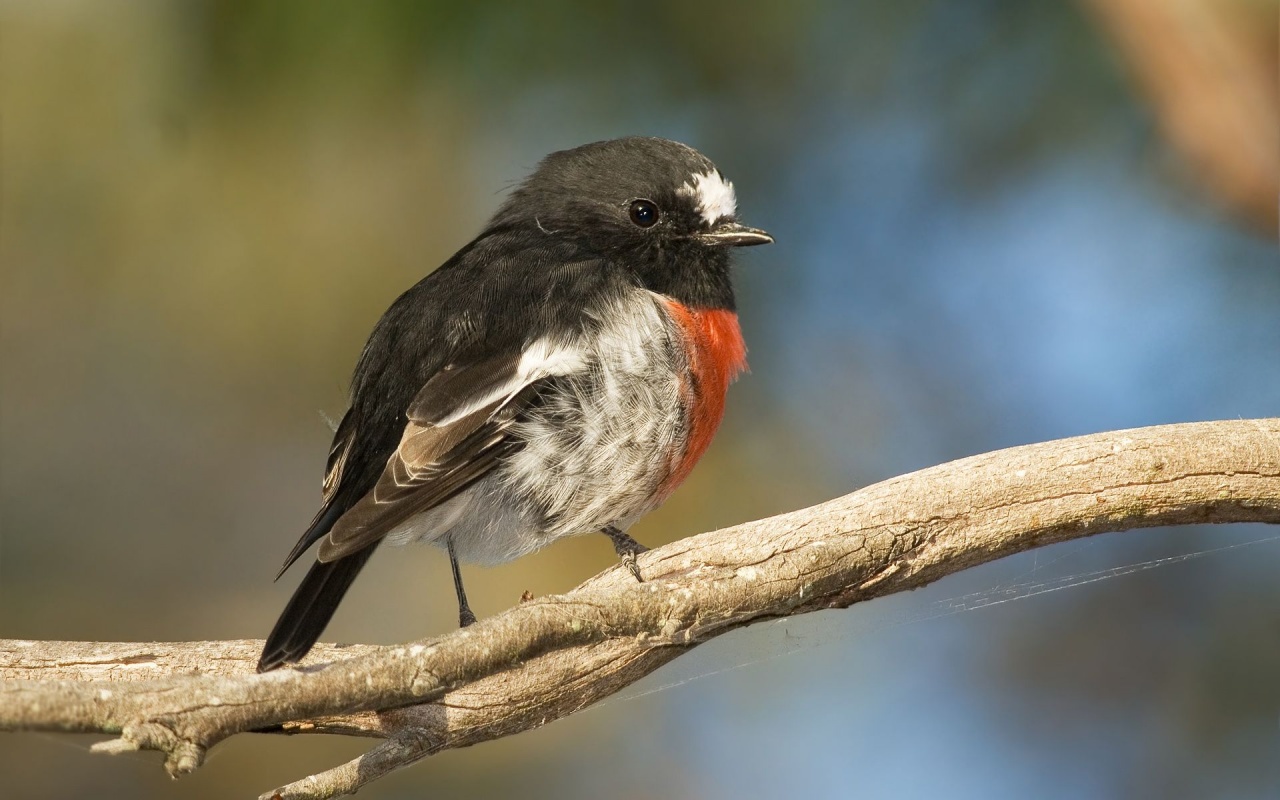 Scarlet Robin