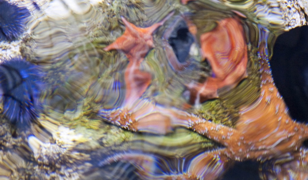 Sea Star Starfish Ripple