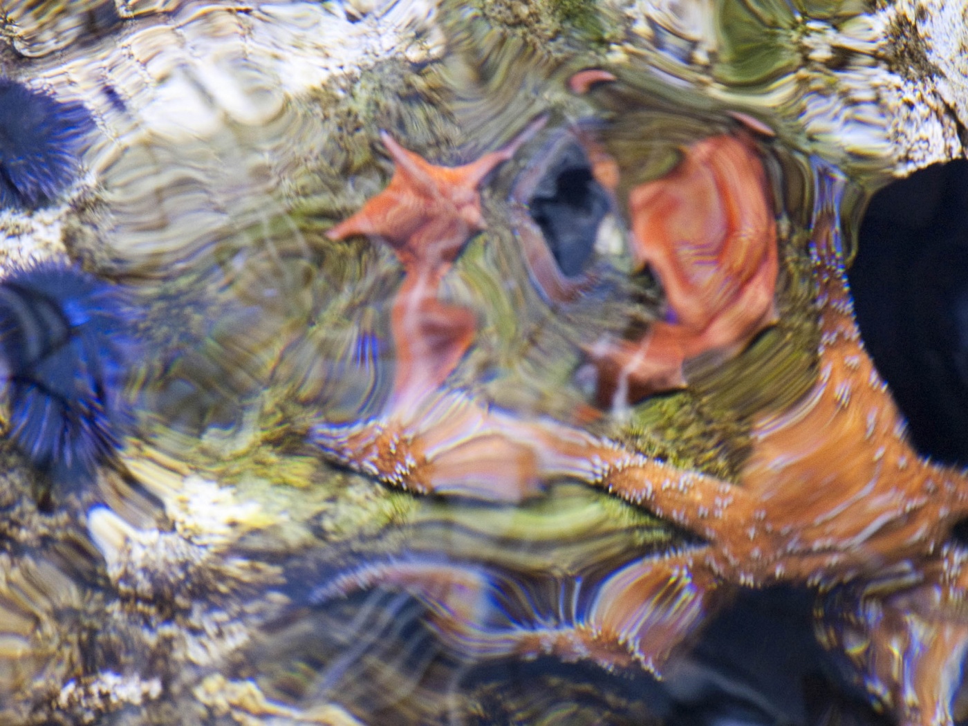 Sea Star Starfish Ripple