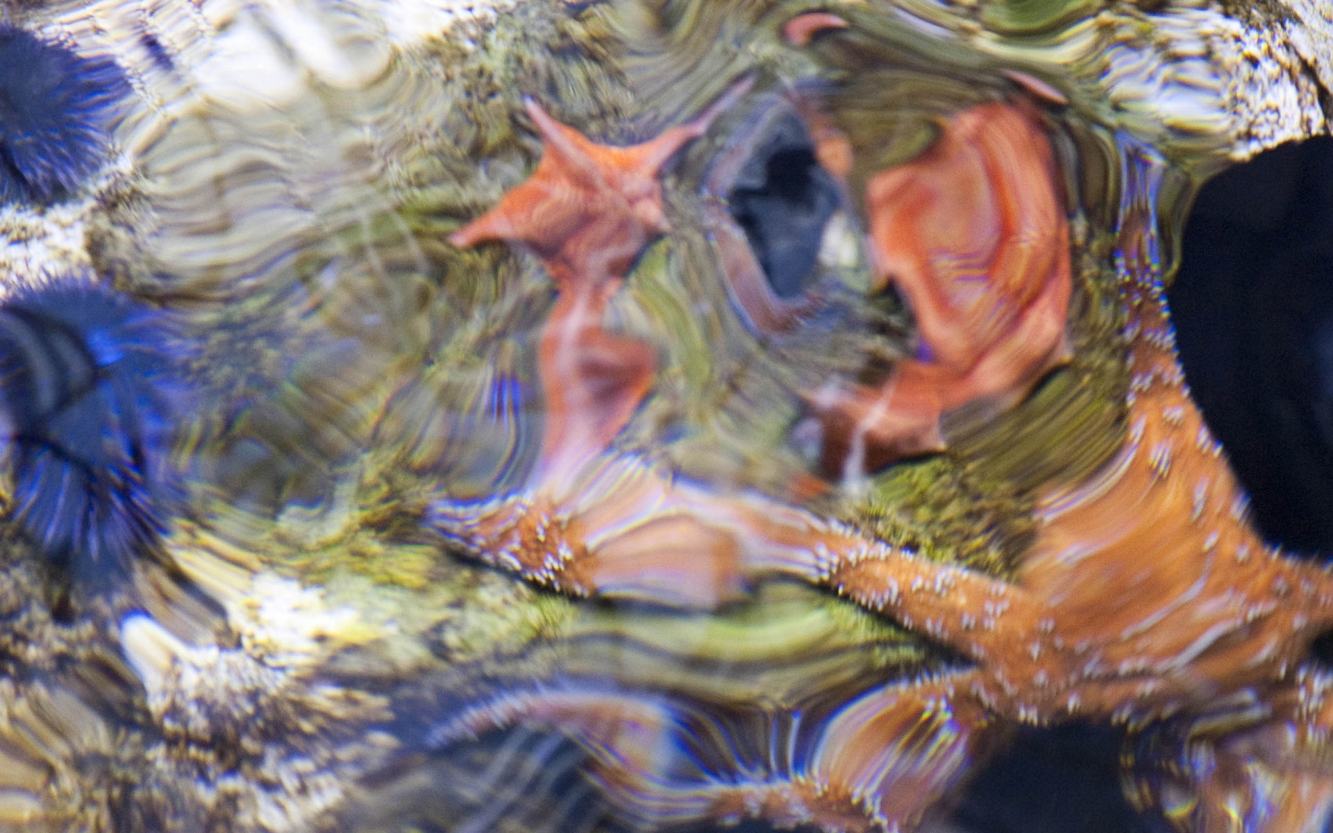 Sea Star Starfish Ripple