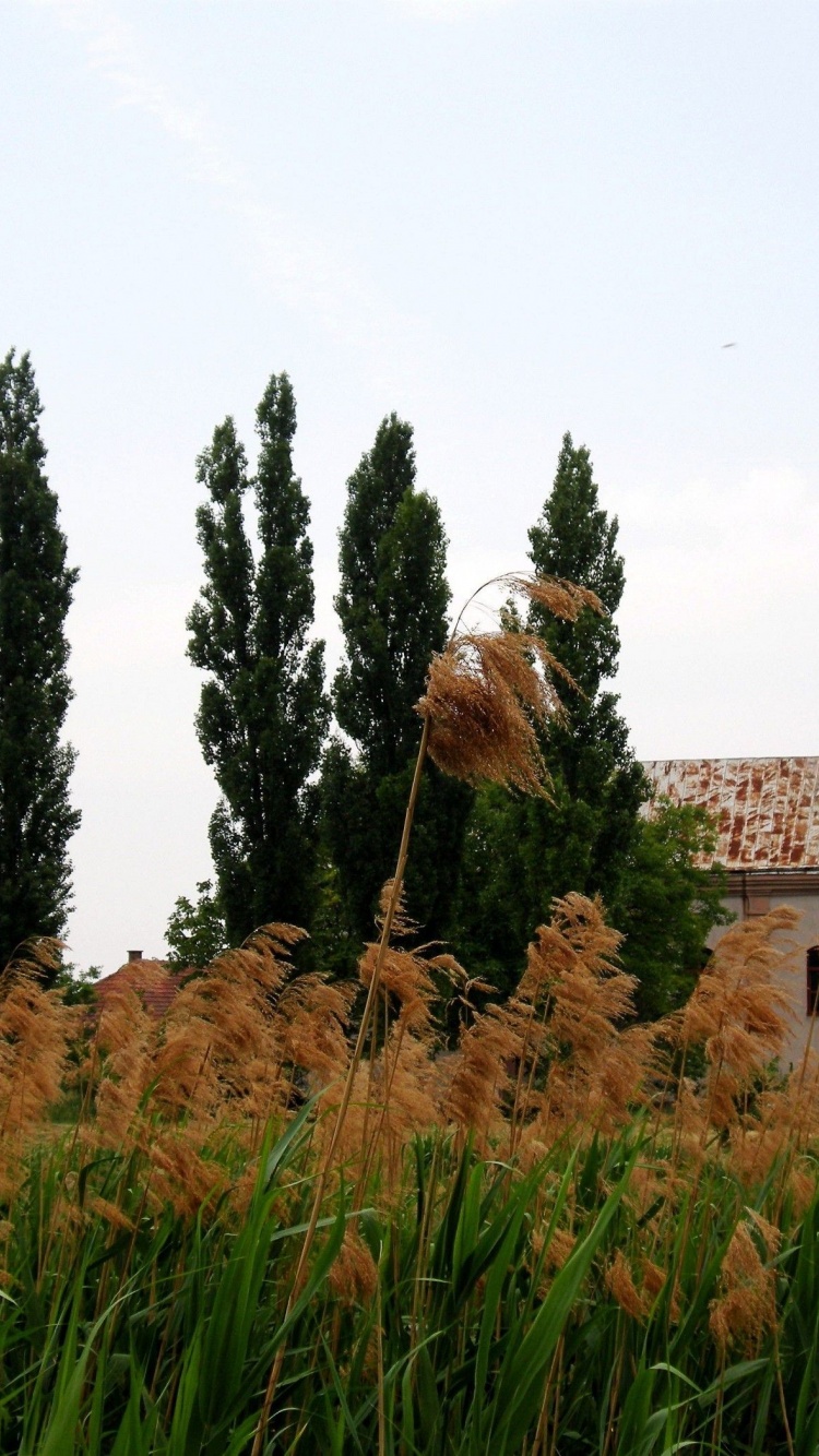 Serbian Orthodox Church Vojvodina Serbia