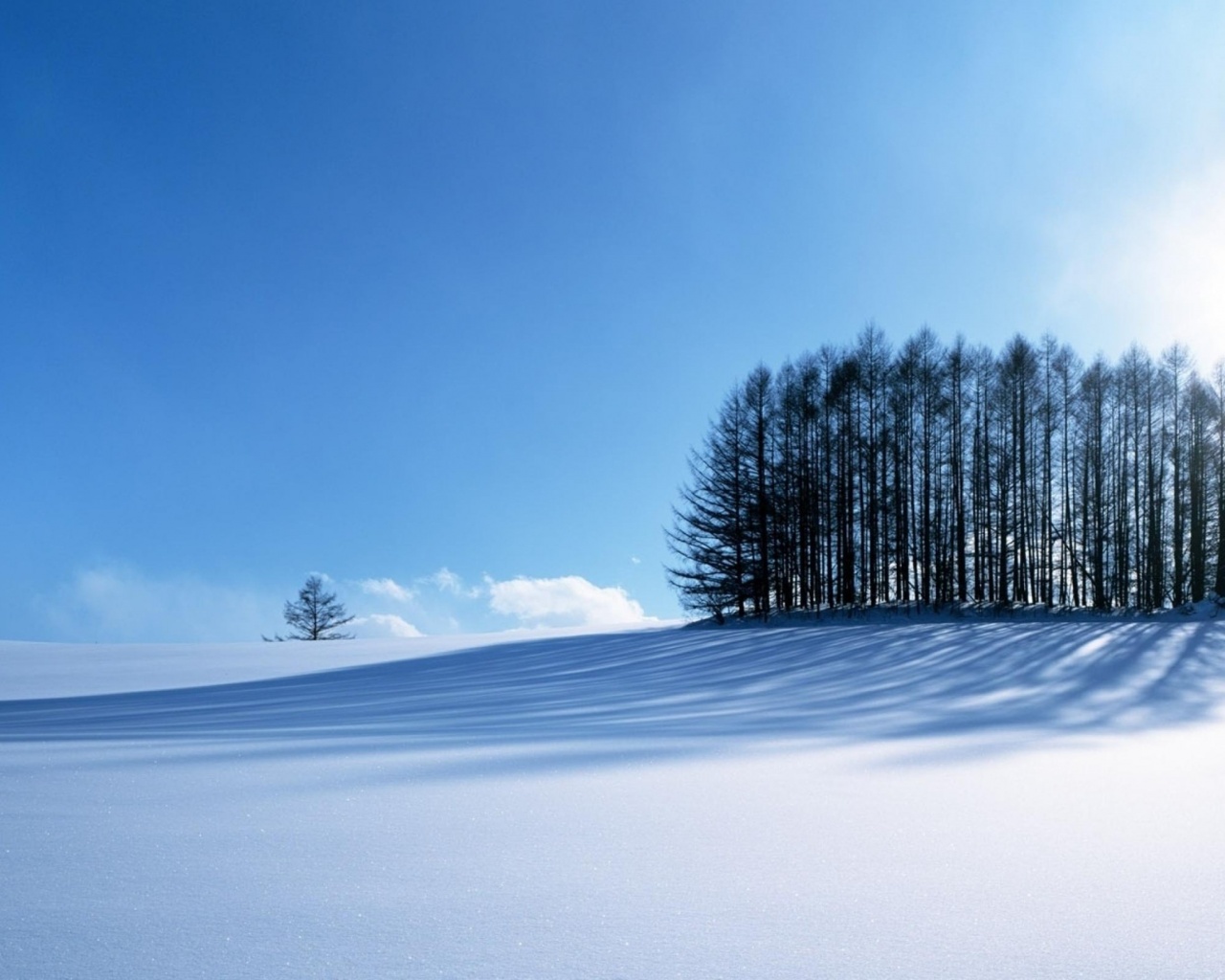 Small Forest In The Winter