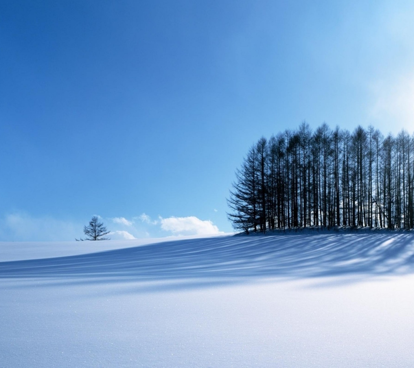 Small Forest In The Winter