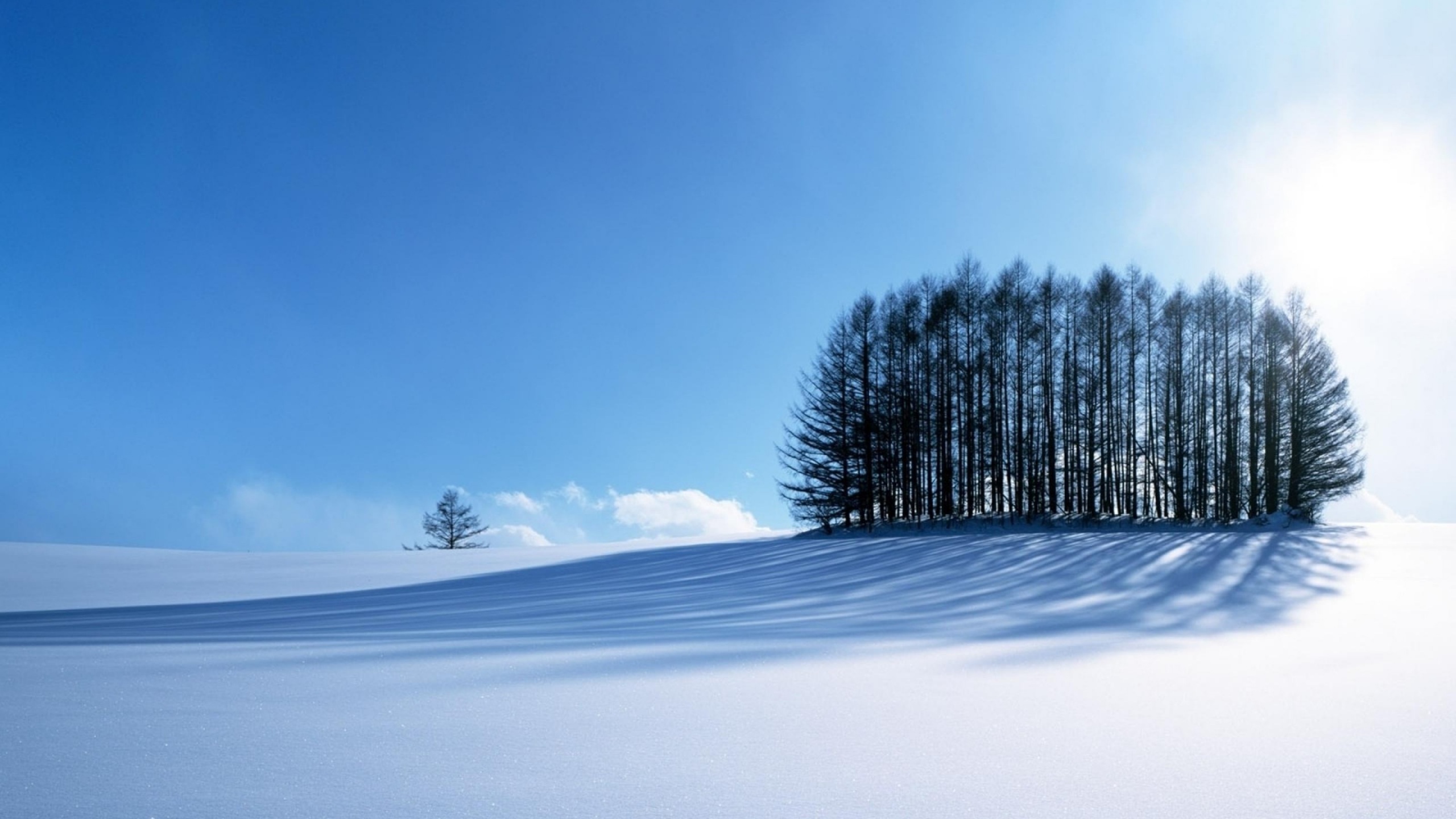 Small Forest In The Winter