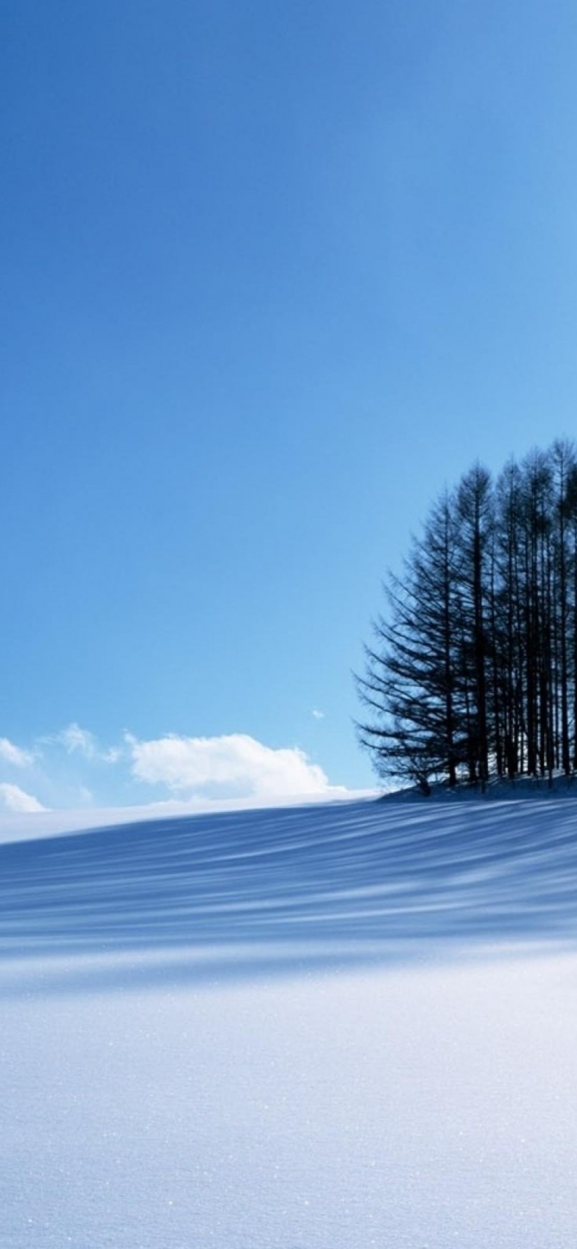 Small Forest In The Winter