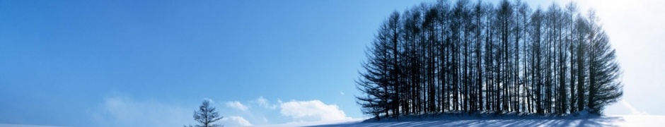 Small Forest In The Winter