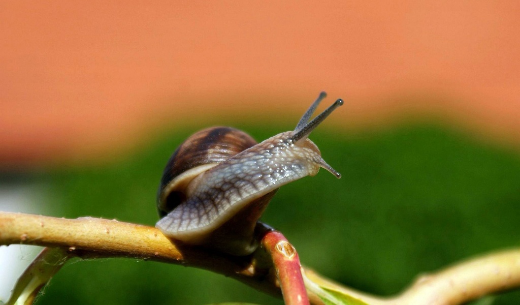 Snail On A Branch