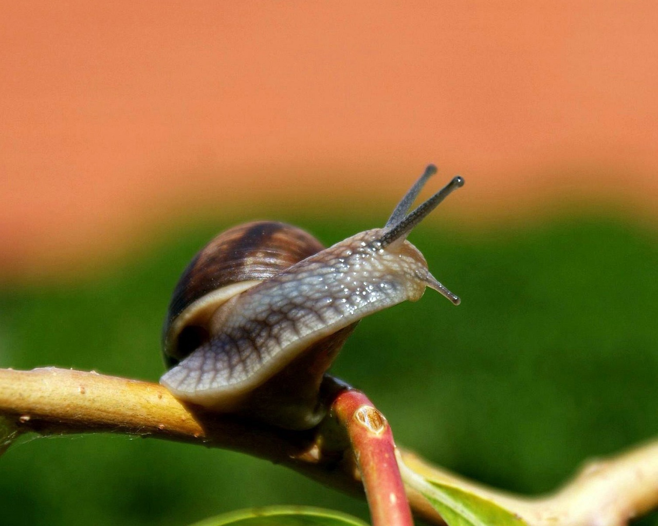 Snail On A Branch