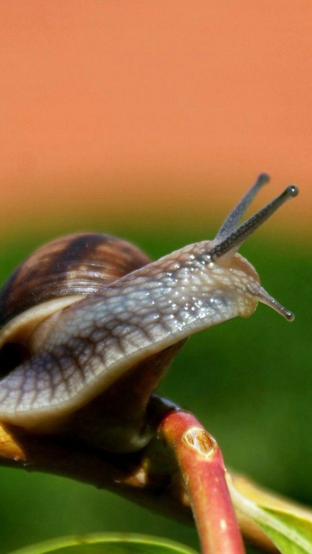 Snail On A Branch